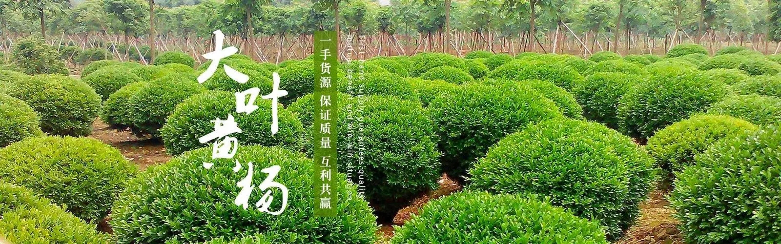 苗木行业网面向全平台开放合作招商