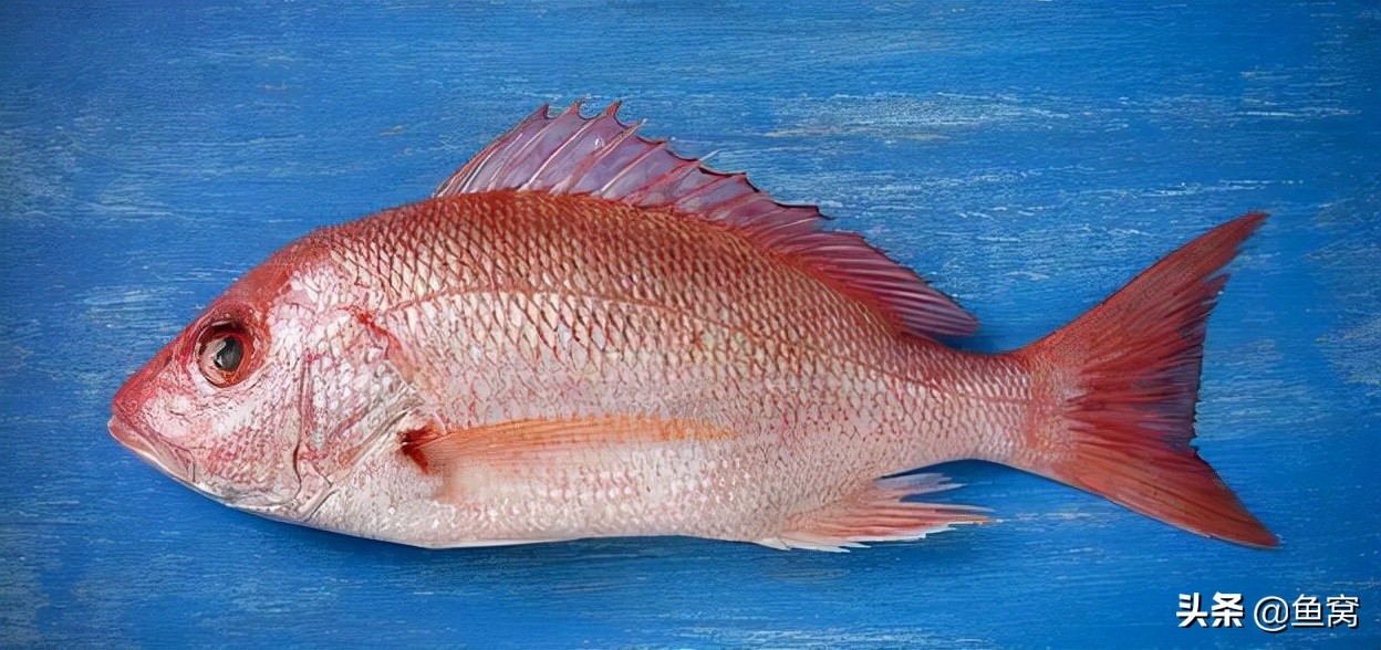 红鱼多少钱一斤图片