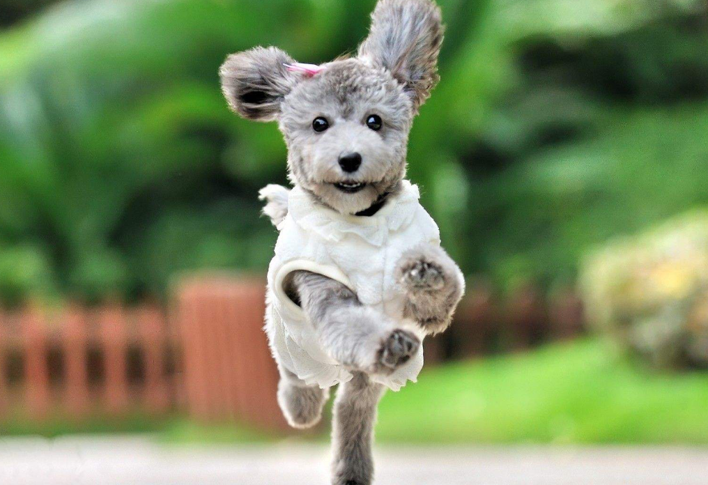 狗狗若是过得“甜蜜”，这些表现骗不了人