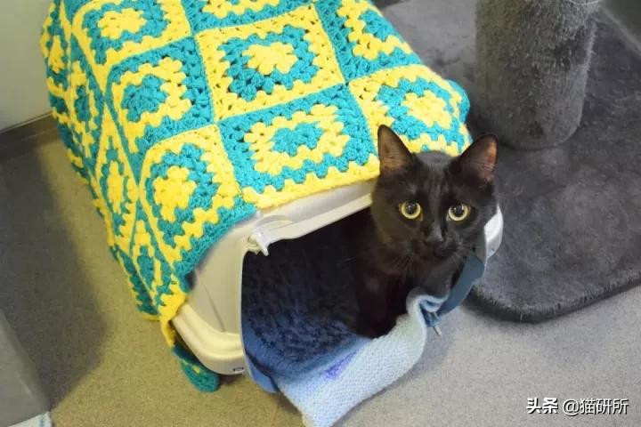 警惕猫咪冬季冻伤!急救指南在这里…