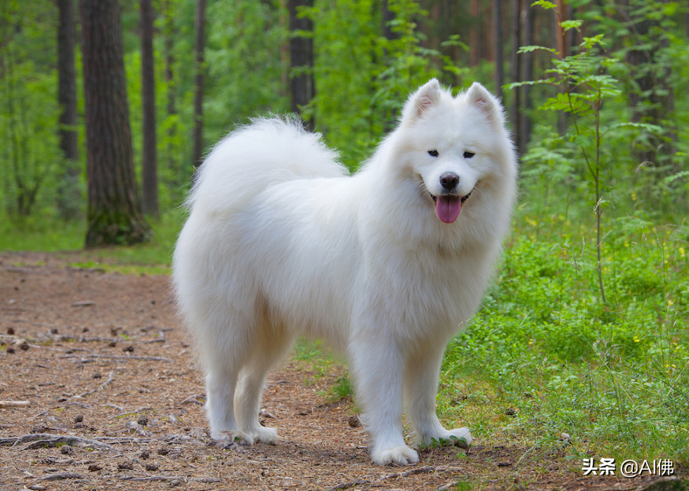 美国人评出排名前 63 最聪明的犬种