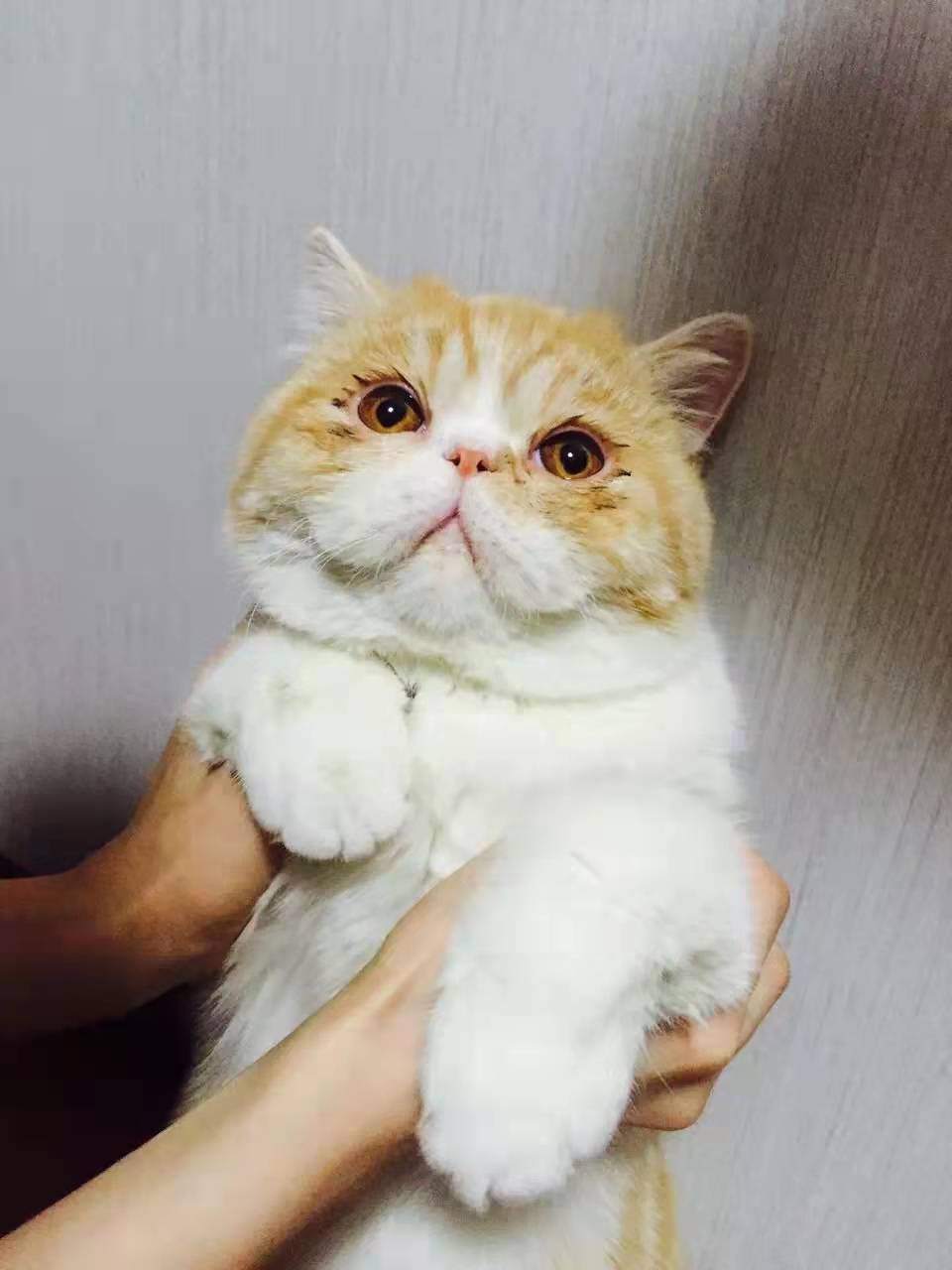 小猫经常流泪？菲尔顿：跟伤不伤心无关