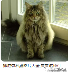 美短猫多少钱一只(买猫防坑指南3：猫的价格规律，和三十种常见品种猫的合理价格)