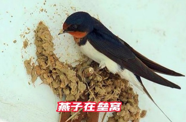 在农村，燕子怎样确定垒窝地址？说来你可能不信，你我也有参与