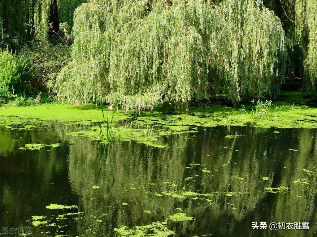 晚春柳絮诗词五首，柳花著水万浮萍，溯源柳絮化萍的来历