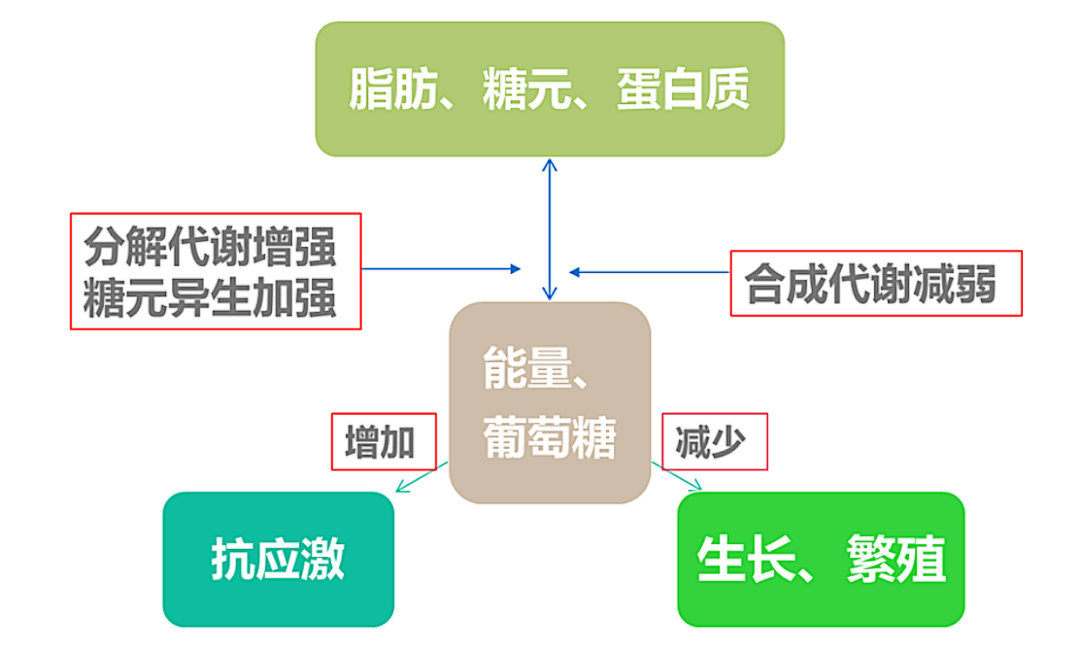 “萬(wàn)病之源”——應(yīng)激是魚(yú)病發(fā)生的誘因