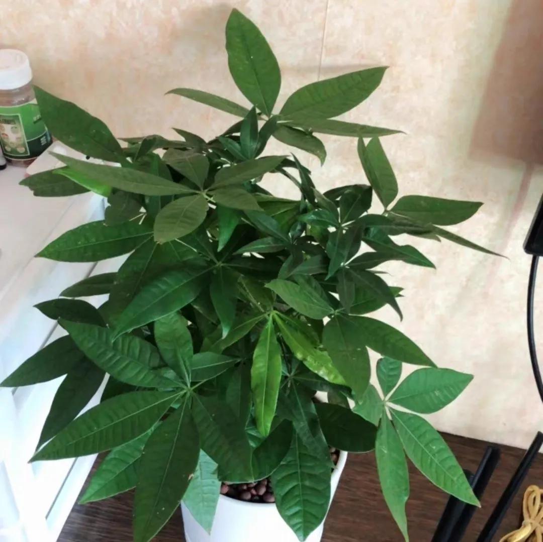 金钱树用啤酒养才茂盛（金钱树爱喝酒的原因及新手提示）