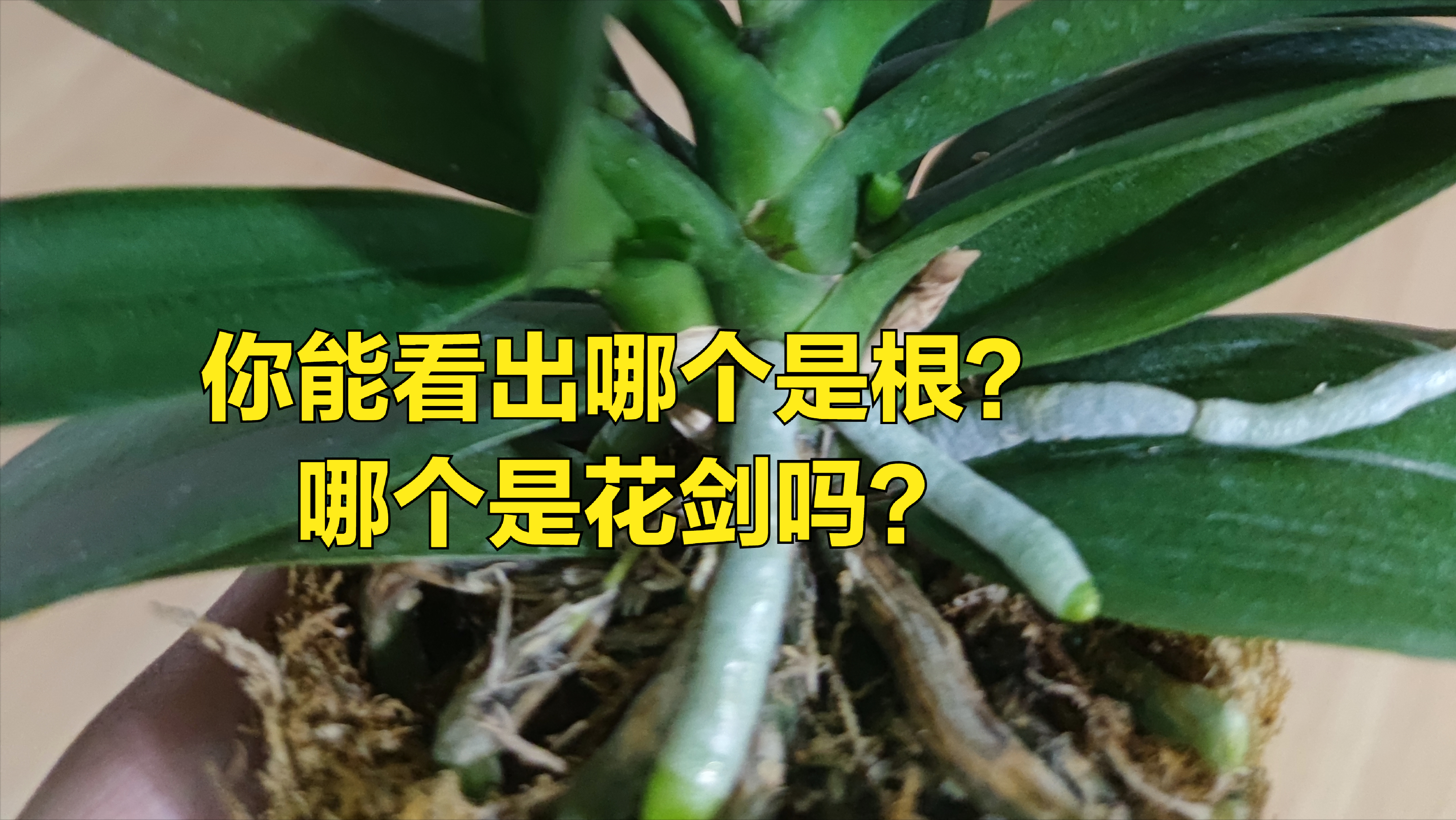 花剑图片(蝴蝶兰的大笑话，你还在傻傻地把《根》当花剑吗？)