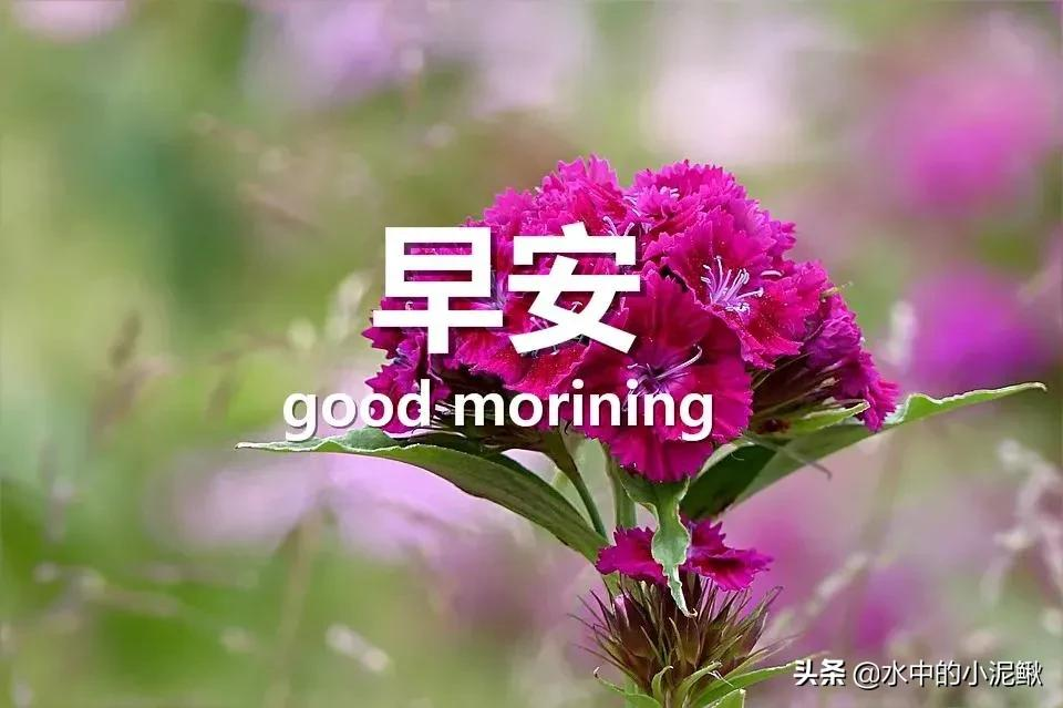 2022最新早安励志语录句子,微信早安正能量问候句子