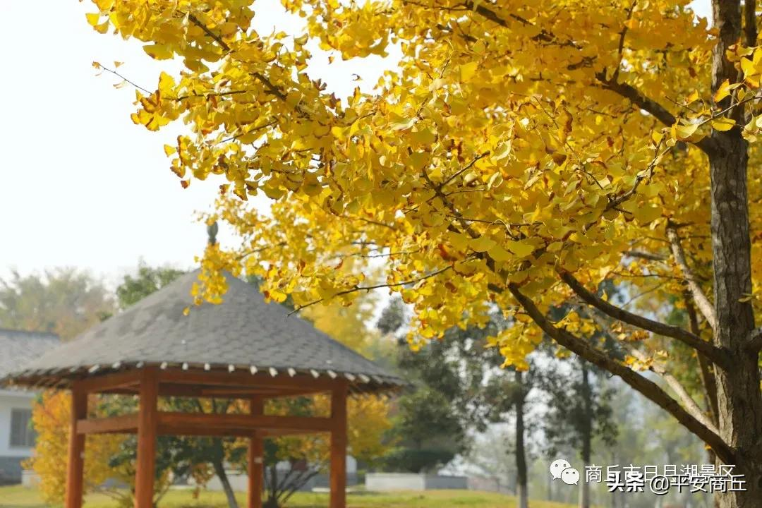 【商丘美景】红橙黄绿,赋予日月湖无限美好