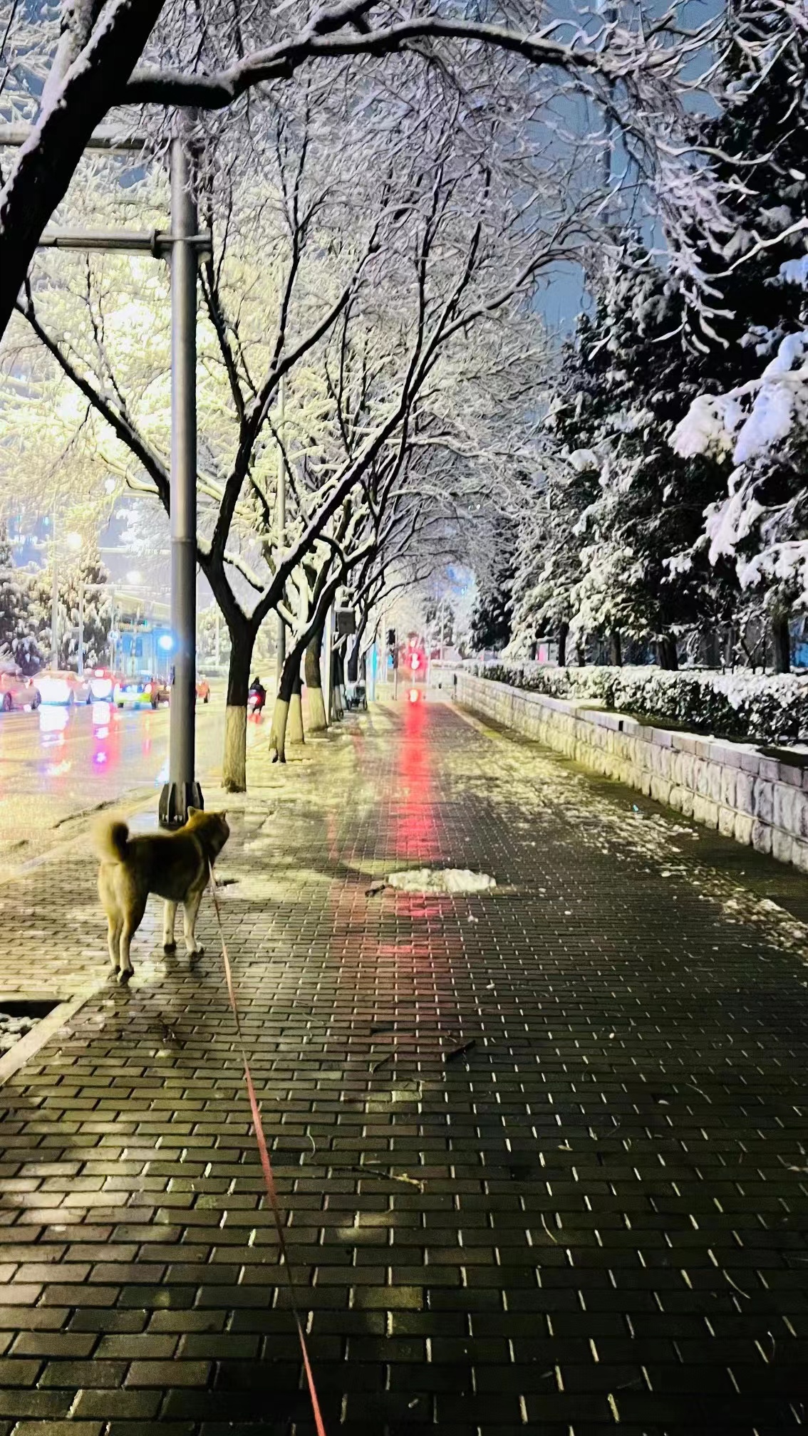 专属于春雪的浪漫，当三月的北京遇见飘雪，有种转瞬即逝的美