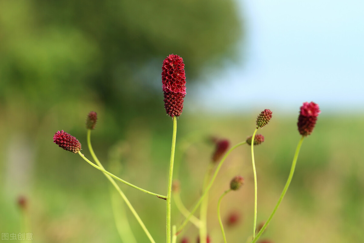 15 地榆 sanguisorba officinalis