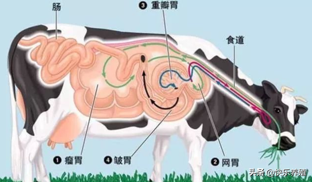 牛有幾個胃,