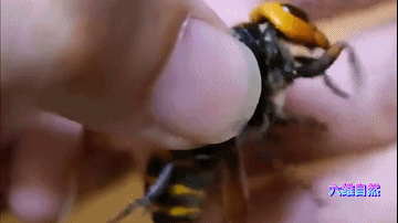大黄蜂昆虫(日本一只大黄蜂行为怪异，却从其屁股夹出2条比其还体长的寄生虫)