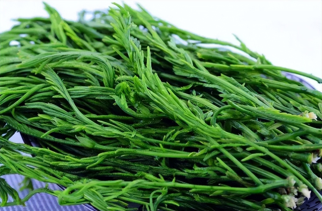 臭菜的功效与作用(臭菜)