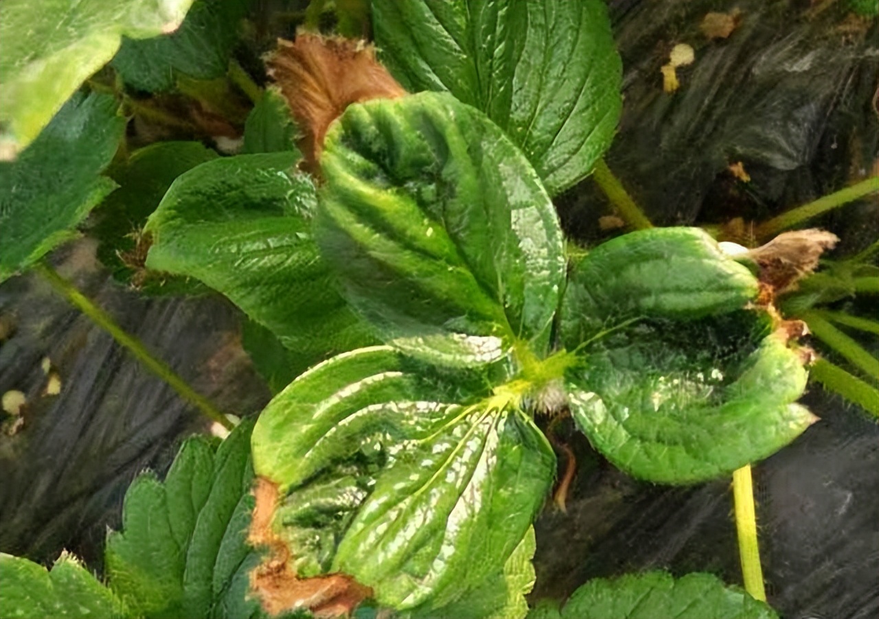 酵素农业技术：不同作物缺钙症状及酵素菌肥防治技巧