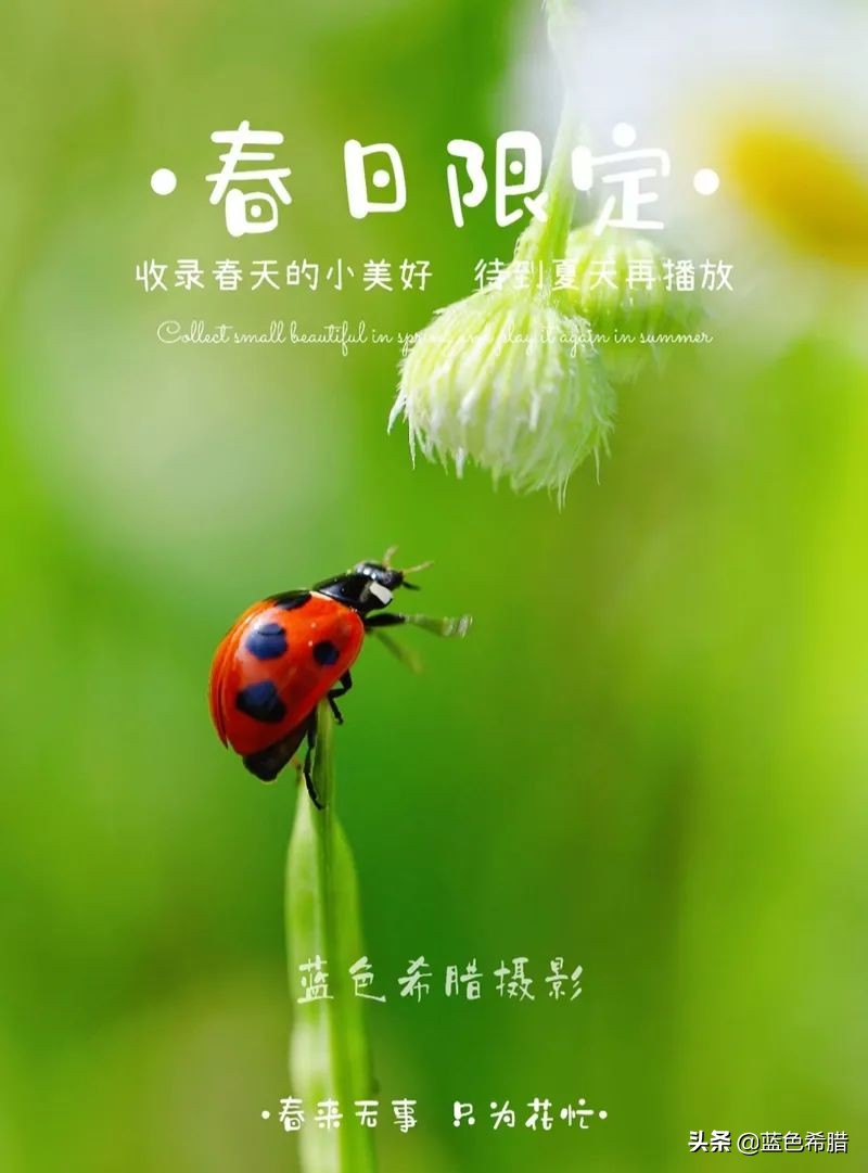 唯美图片带字(春天鲜花盛开唯美图片带字)