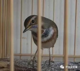 系列短文｜大庆百鸟争鸣（25）:点颏
