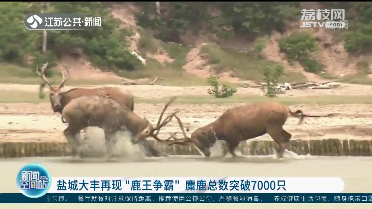 盐城大丰再现&ldquo;鹿王争霸&rdquo;麋鹿总数突破7000只