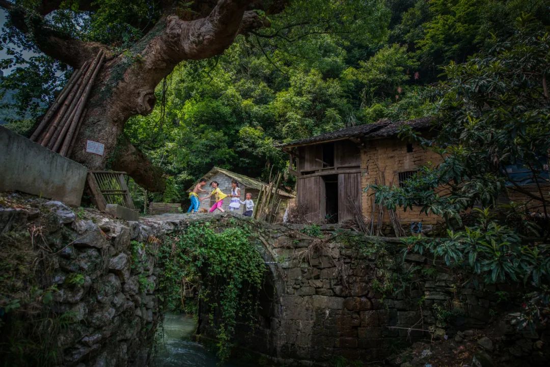 花期提前，满是金色海洋，去婺源的最佳时节已到