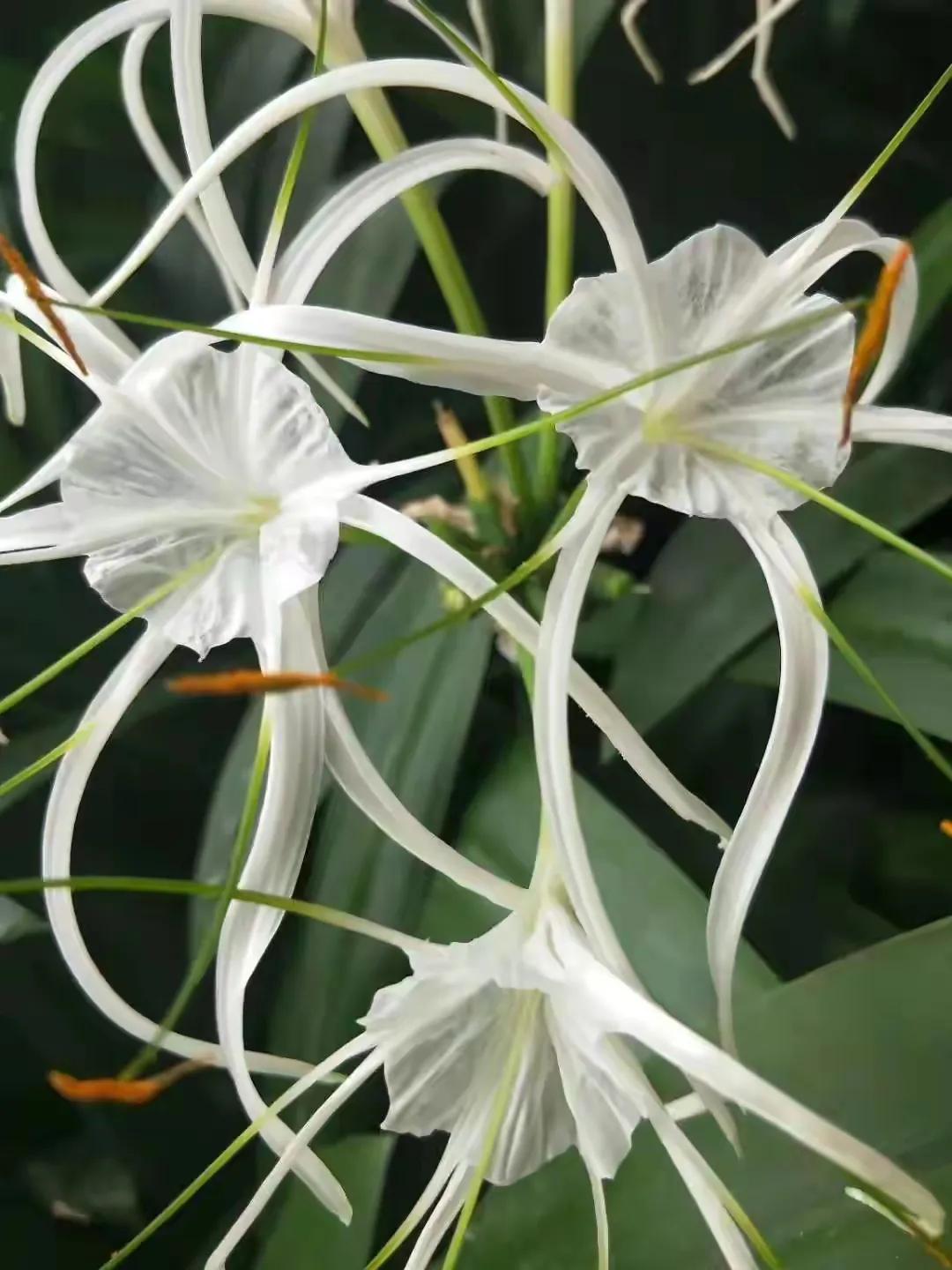 每日拾花 :（一）你若盛开，芬芳无极