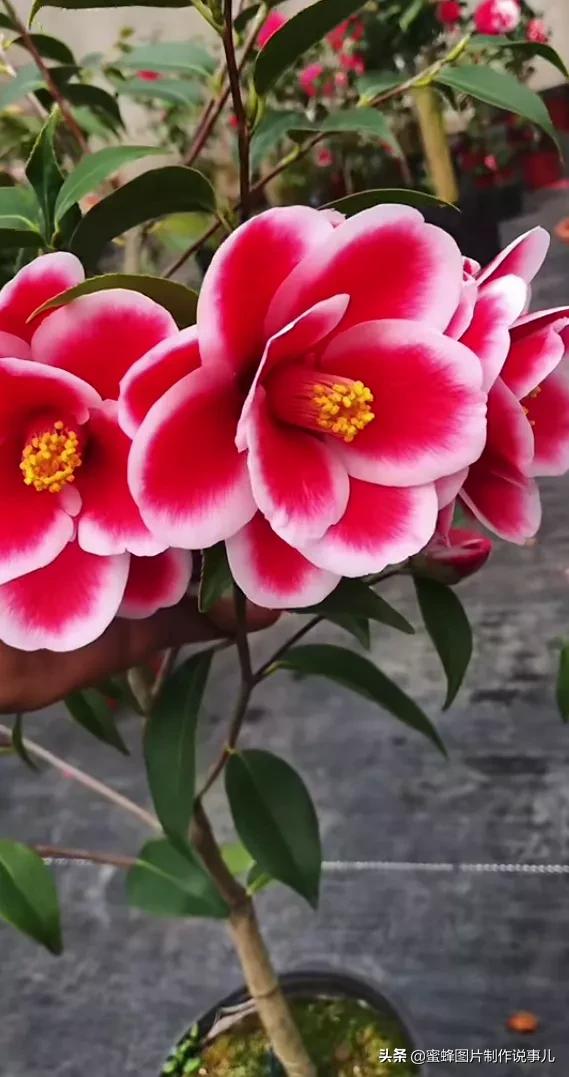 各种花卉植物，养在家里什么地方合适