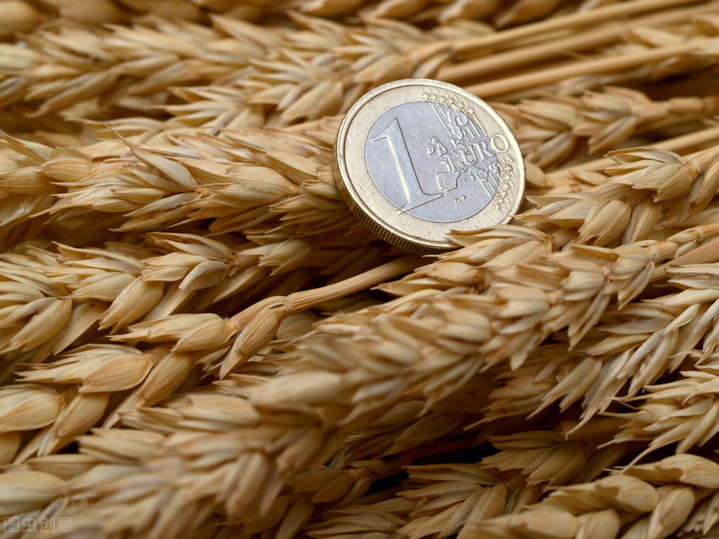 小麦价格大涨，2家面粉企业直接涨到1.7元，11月5日最新小麦行情