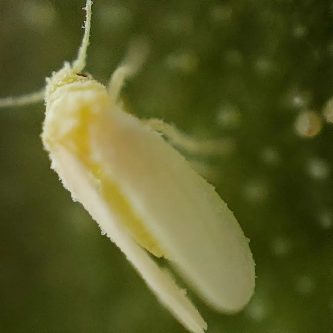 屋里有白蛾怎么办(屋里有白色飞蛾)-第3张图片-巴山号