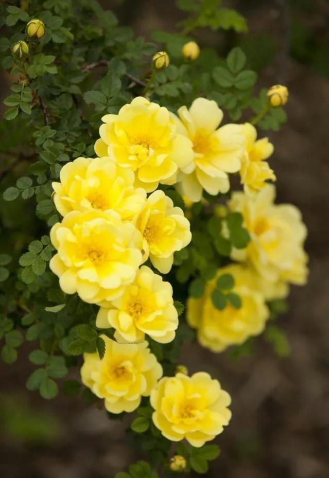 「散文」一枝荼蘼芳菲尽