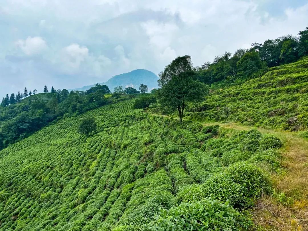 只此青绿，在此山中，去茶园里遍寻春意