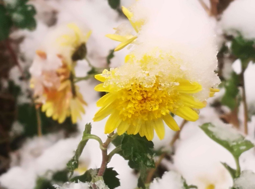 「诗词鉴赏」冬菊忘年友，十首有关冬菊的诗词，看菊花傲霜斗雪