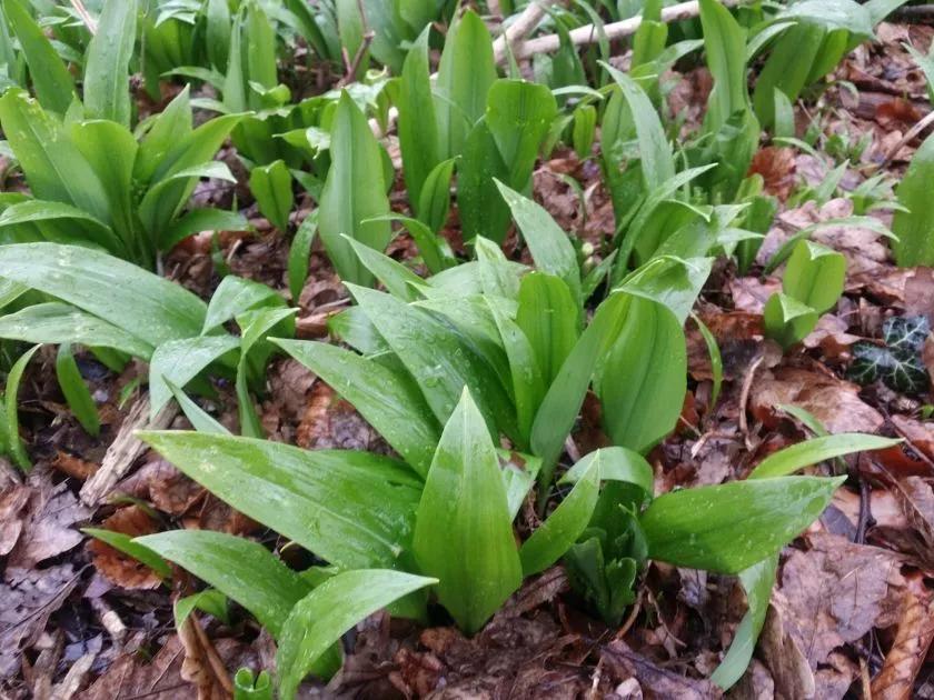 野姜图片(这52种野菜) - 赤虎壹号