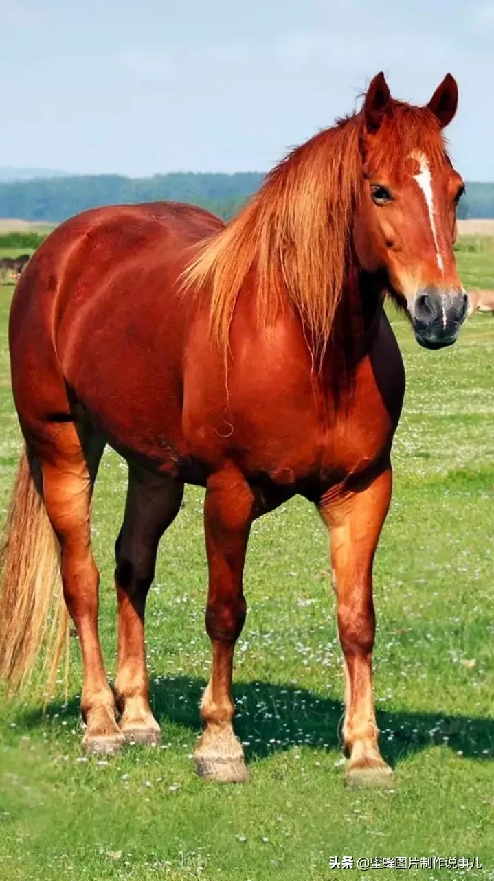 一匹红色骏马奔驰在一望无际的草原上,四蹄翻腾,长鬃飘扬,俊美的姿势