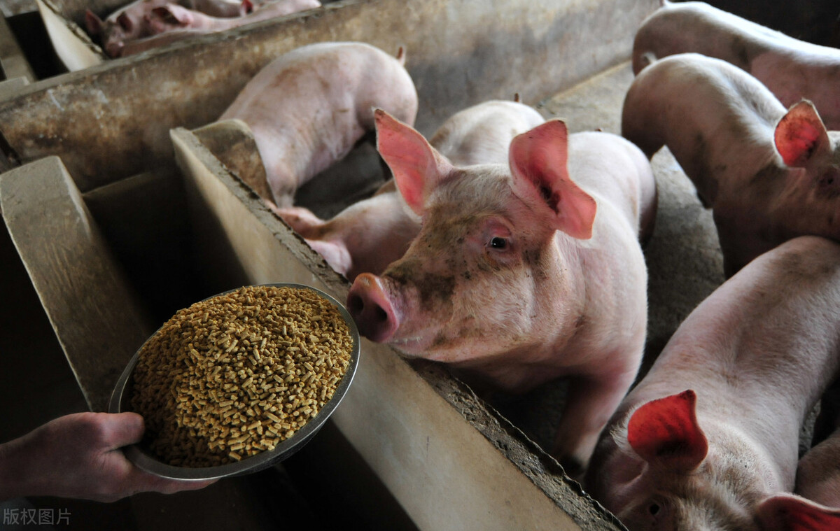 生猪行情疲软，猪价一泻千里，明年养猪能赚多少钱？养殖新规别忘