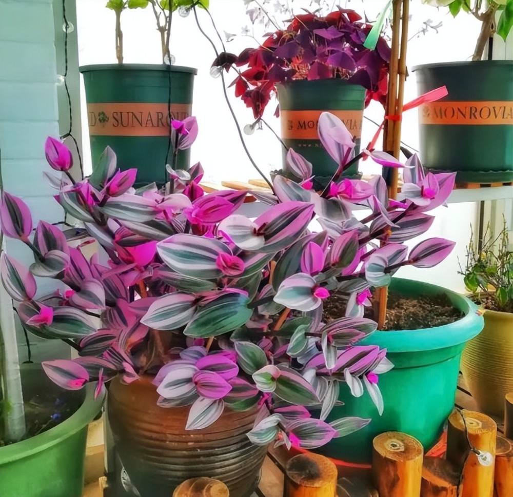 婚礼油画吊兰是近两年比较流行的彩叶吊兰,是比较盛行的"网红花",它