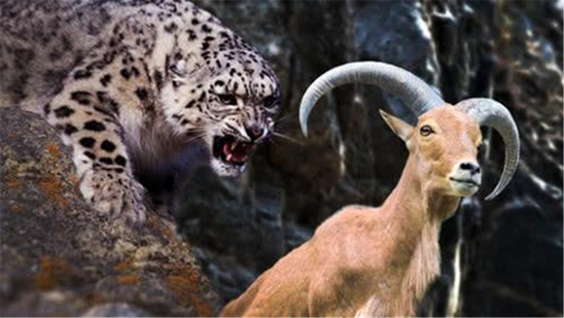 大家都知道,雪豹以岩羊,北山羊,盘羊等食草动物为主食,偶尔也捕食雪鸡