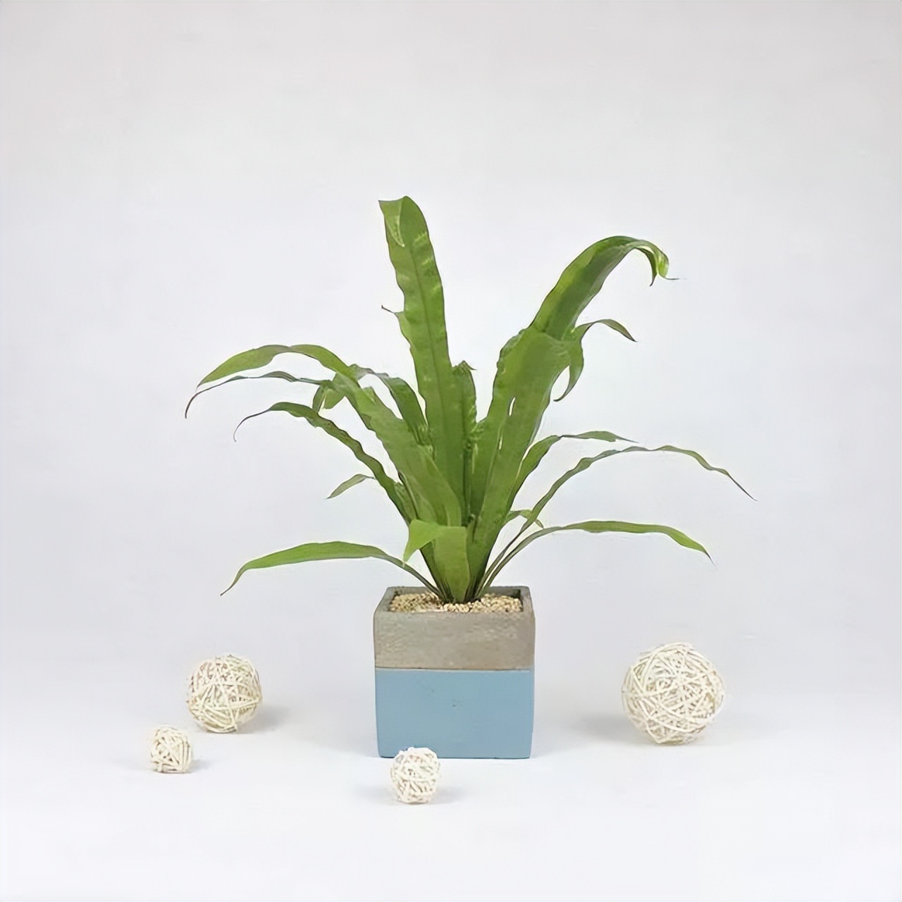 春季家居攻略，用绿植打造自然风，让你的家居时尚起来