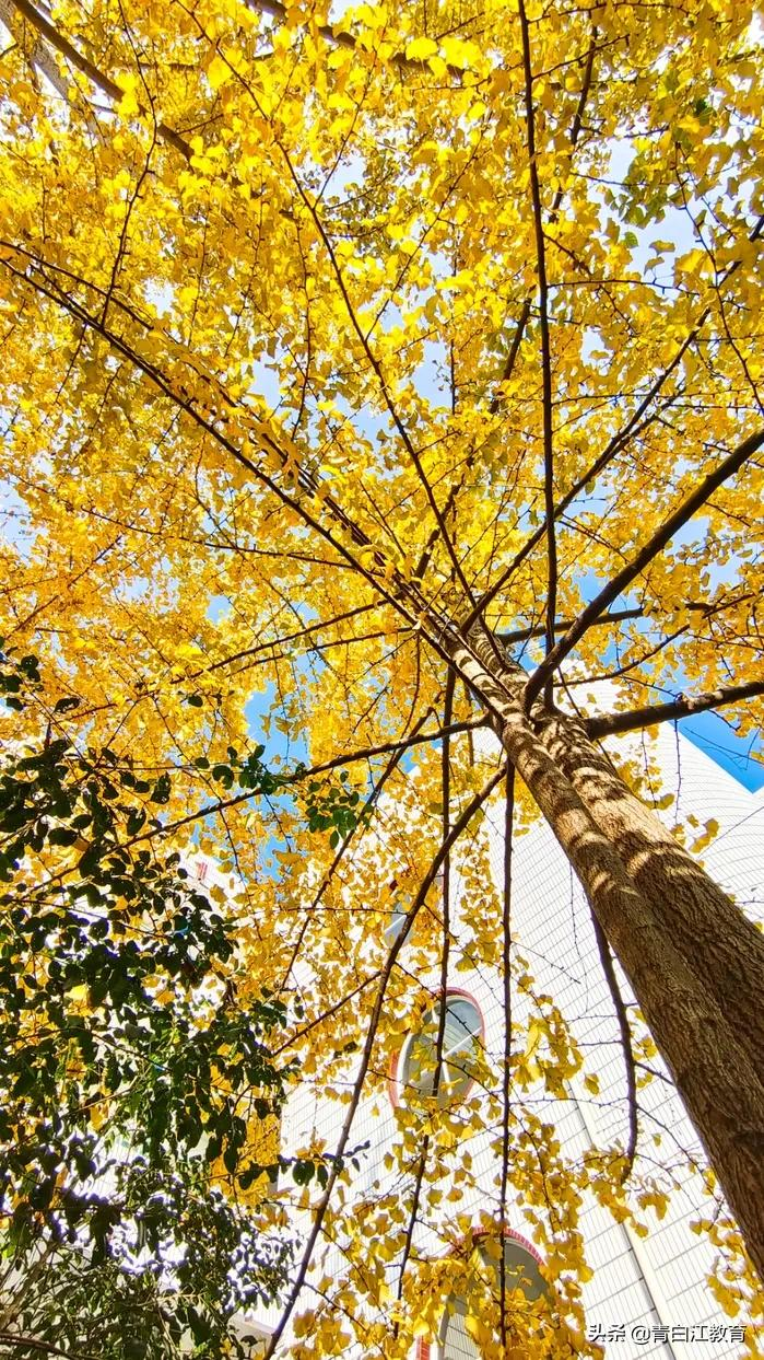 秋冬美图来袭① | 为你喜欢的校园美景投票吧