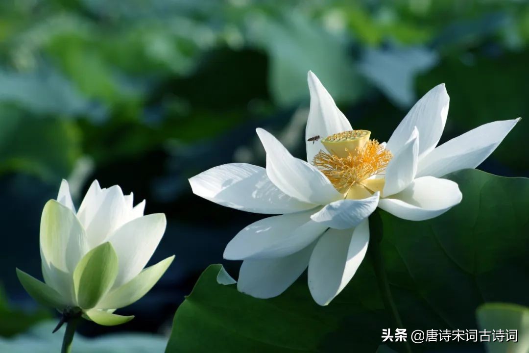 杨万里是哪个朝代的（杨万里是哪个朝代的事）-第7张图片-大连信息网