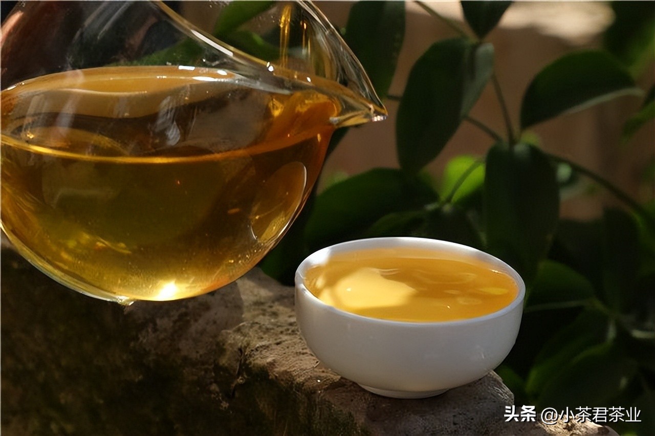 普洱茶是绿茶吗（分享茶叶基础入门小知识）