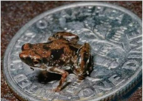 世界上最小的九种动物，指甲大小的童蛙，体长仅7.7毫米