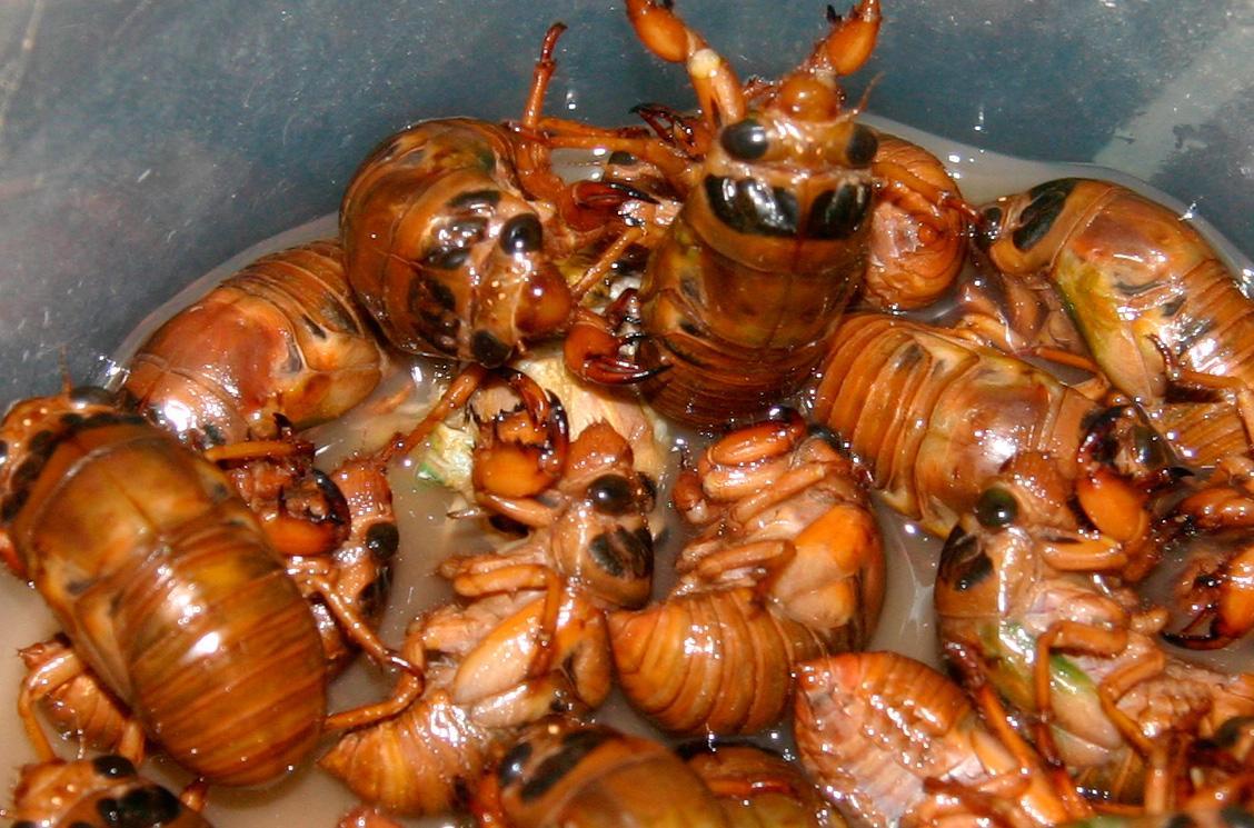 常吃"知了猴",对身体好不好呢?医生:具体问题要具体分析