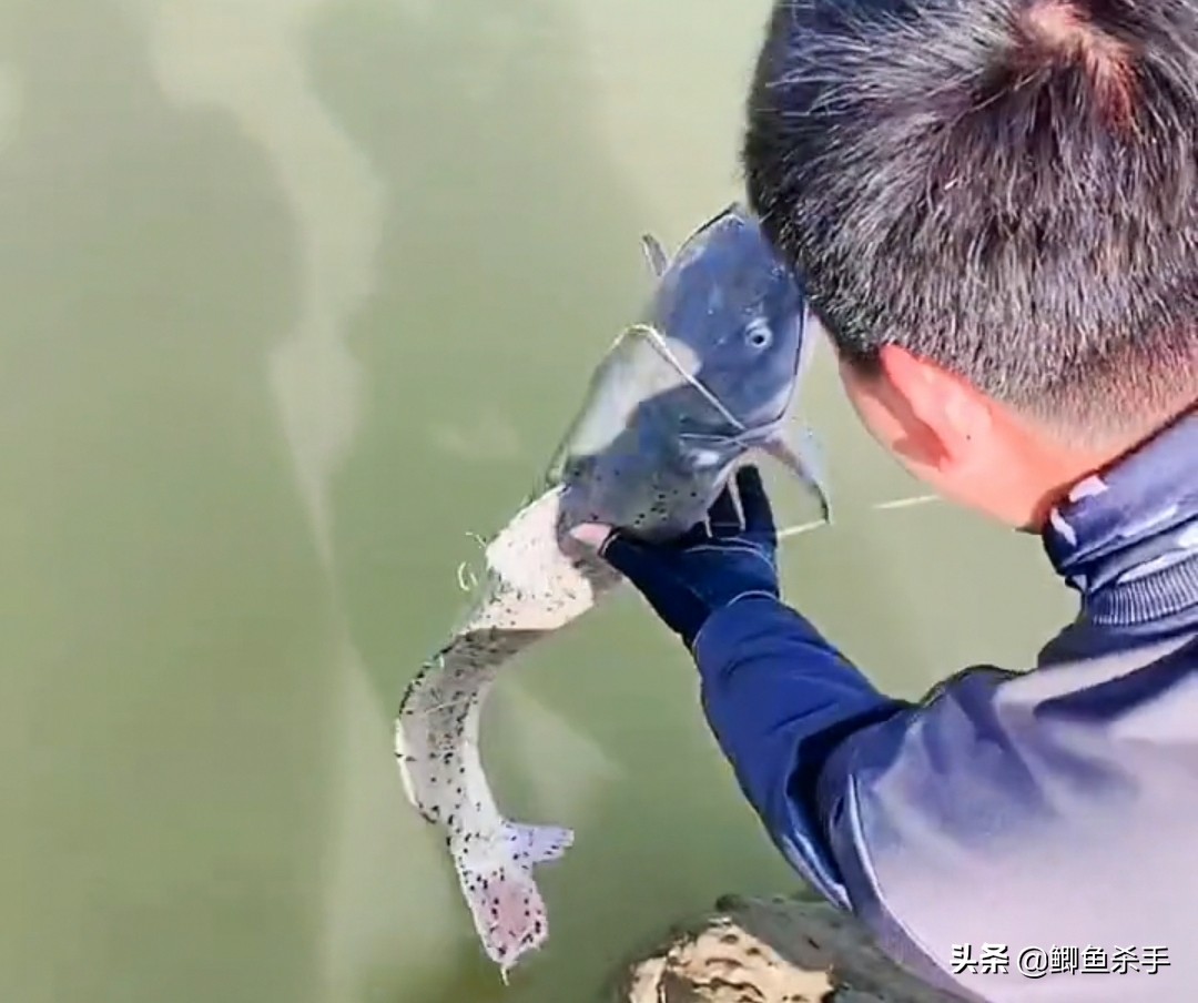 芝麻剑鱼「芝麻剑鱼国家二级保护动物」-爱妻自媒体