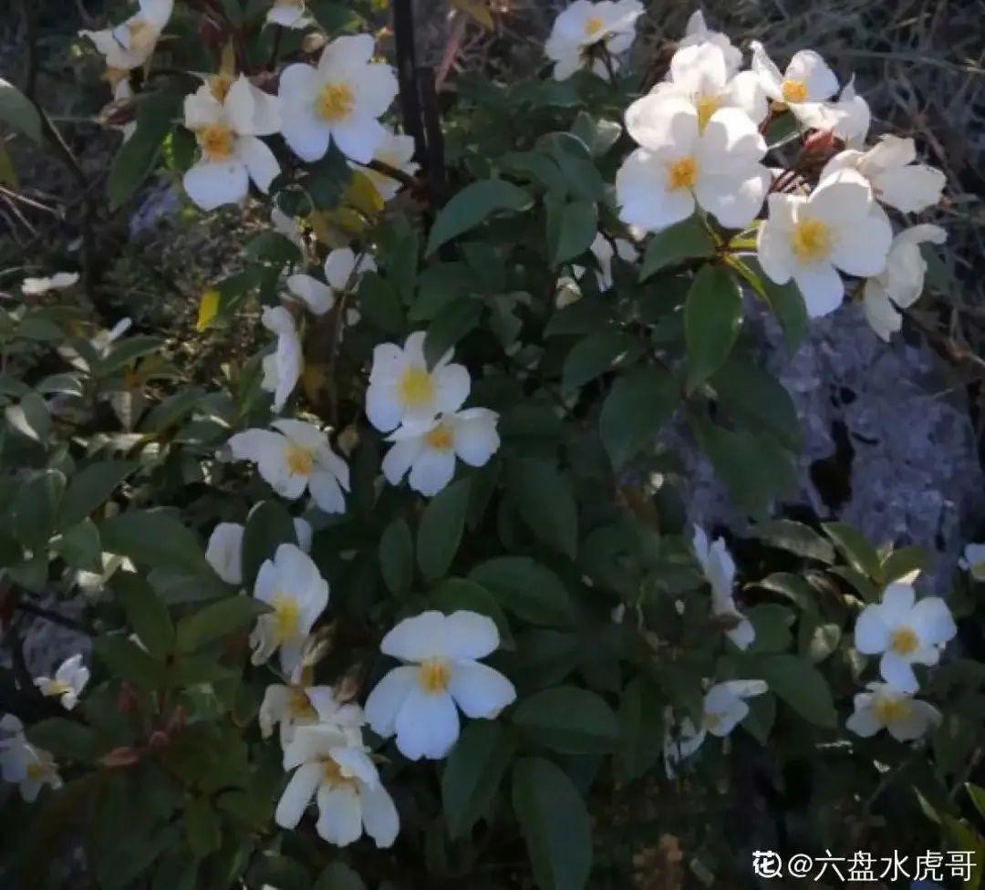 什么花不适合在家里养?(不适合在家里养的八种不