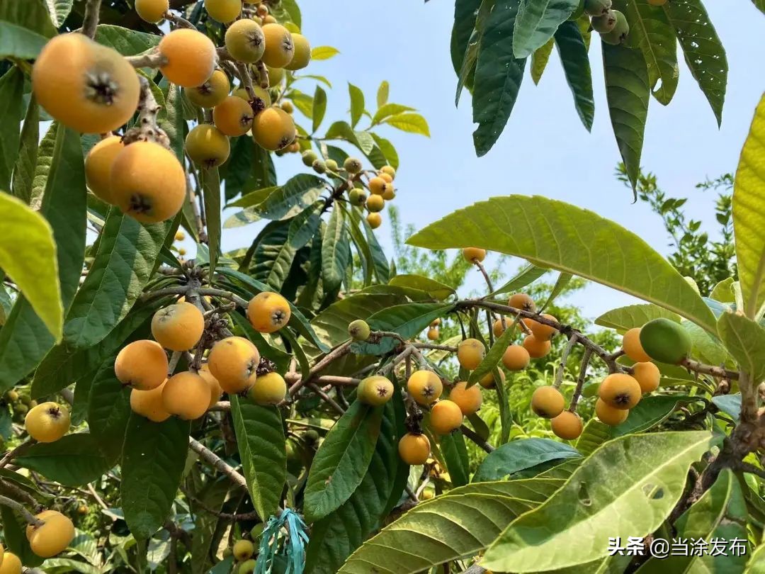 安徽当涂：大青山的枇杷熟了！