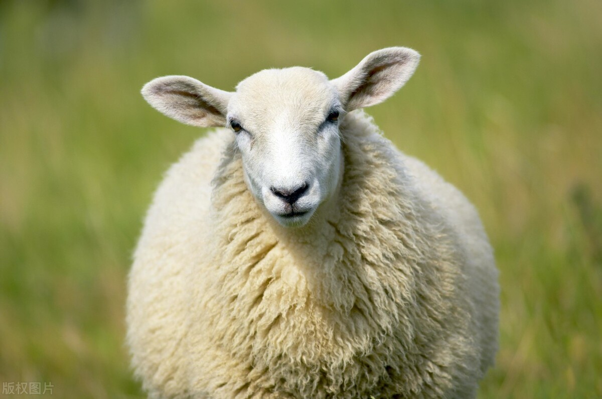 山羊苗价格今日价「生山羊价格今日羊价」