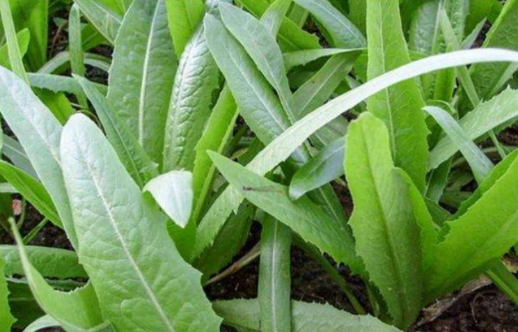 入冬后,要经常吃莜麦菜,清燥润肺化痰止咳,中老年人应该常吃