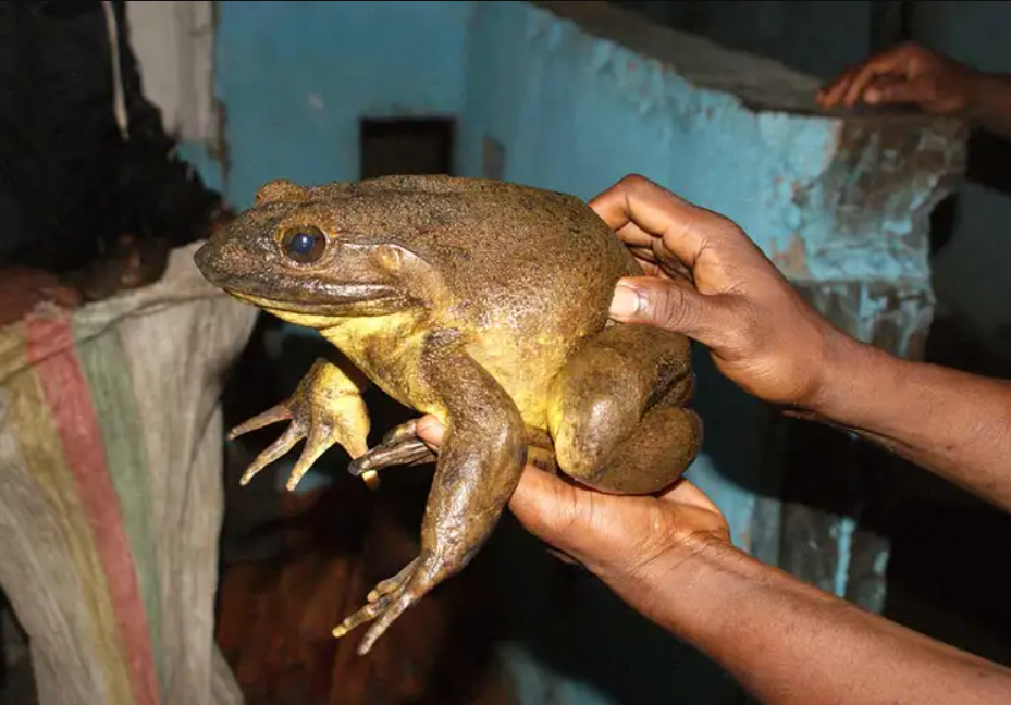 而这种巨蛙,它的体重可以达到惊人的六斤多,一蛙之力抵挡三只牛蛙