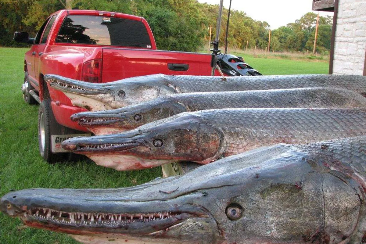 雀嘴鳝和鳄雀鳝图片(鳄雀鳝进入我国已有四十年,为何至今没有泛滥成灾