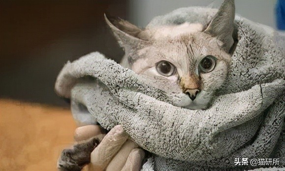 警惕猫咪冬季冻伤！急救指南在这里…